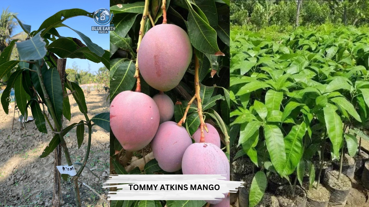 Tommy Atkins Mango Plant