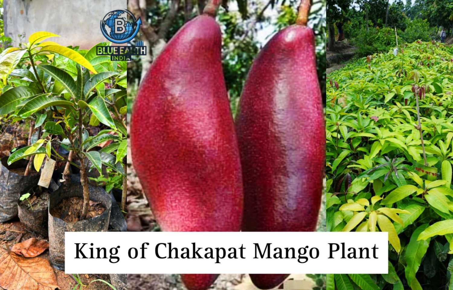 King Of Chakapat Mango Plant