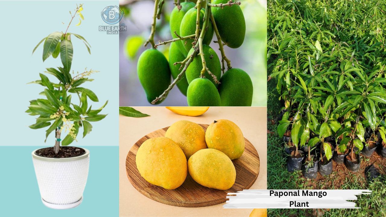 Paponal Mango Plant