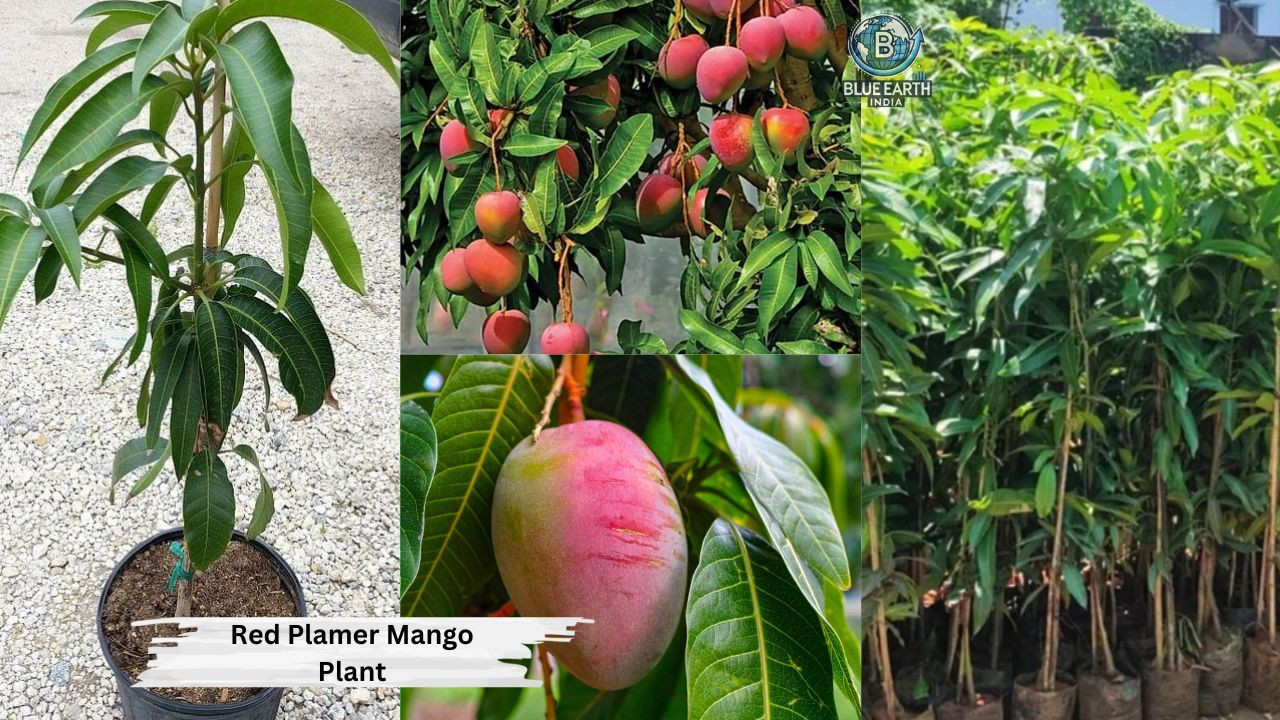 Red Palmer Mango Plant