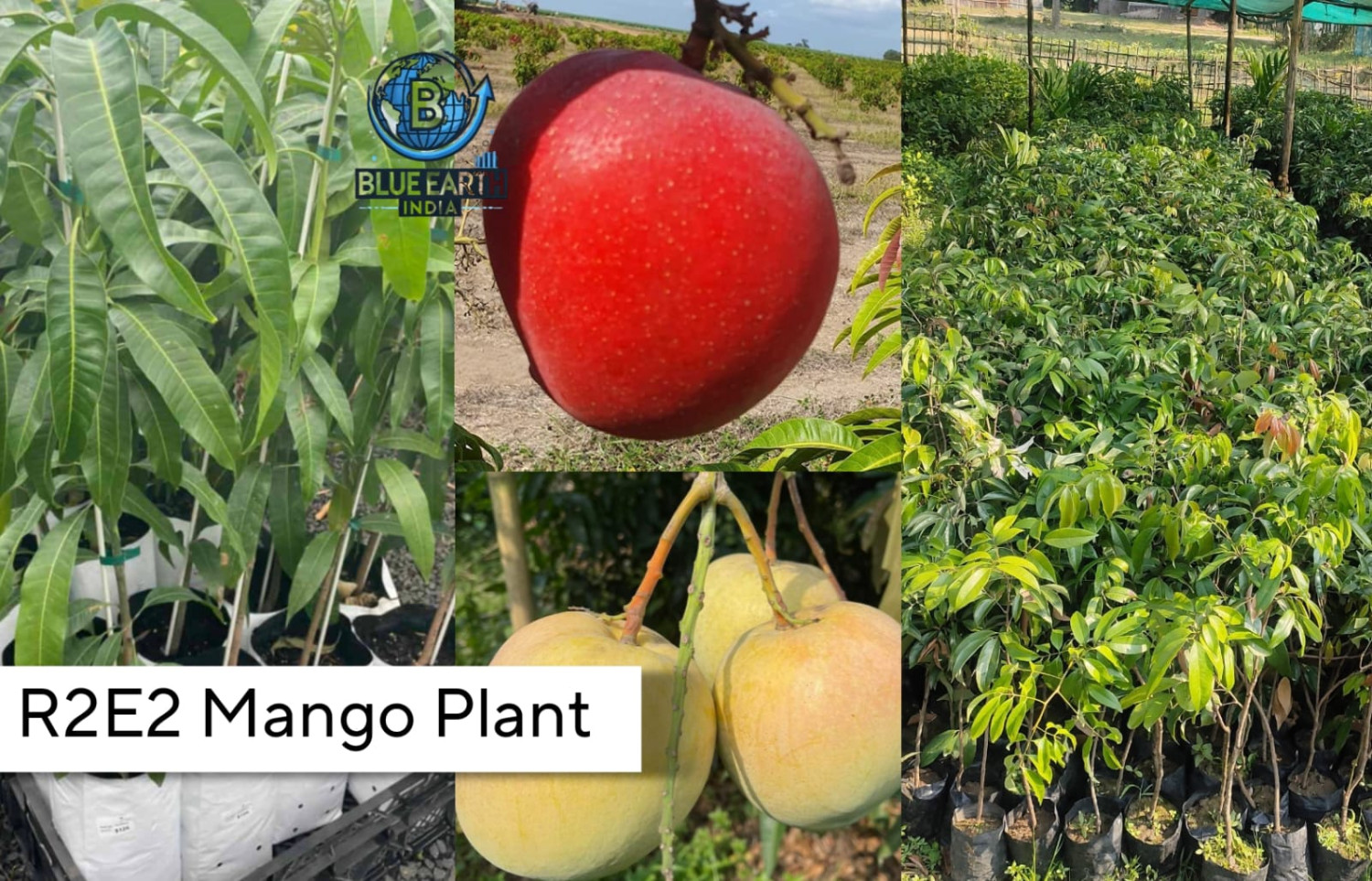 R2E2 Mango Plant