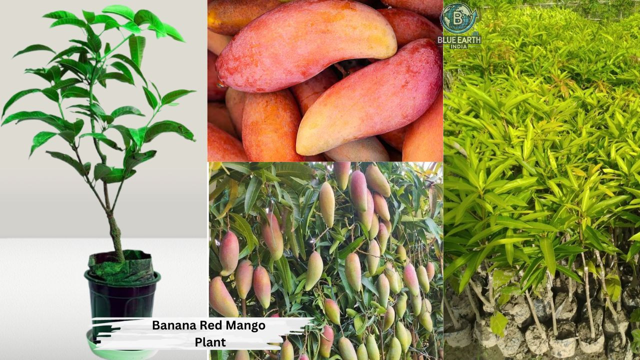 Banana Red Mango Plant