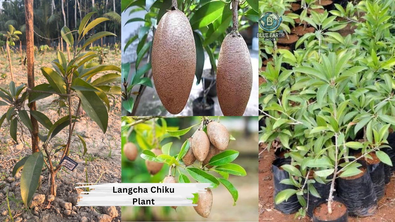 Langcha Chiku Plant
