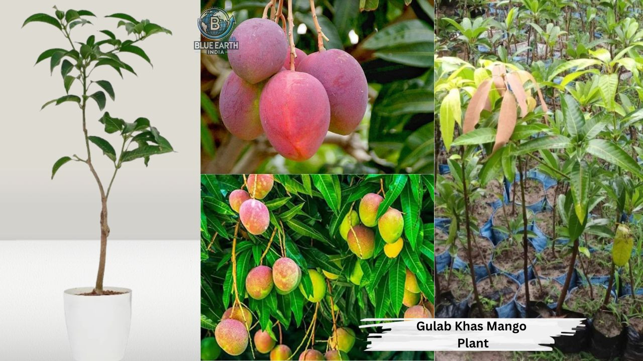 Gulab Khas Mango Plant