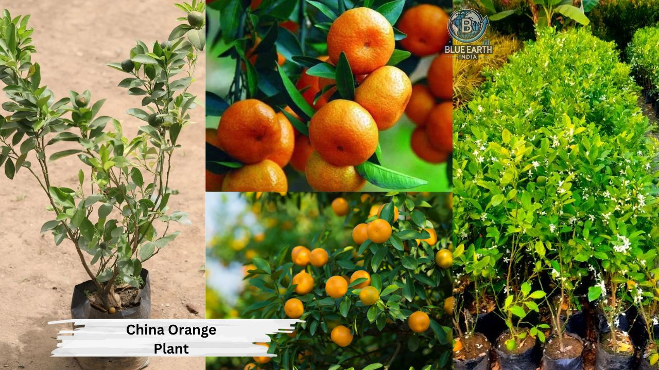 China Orange Plant