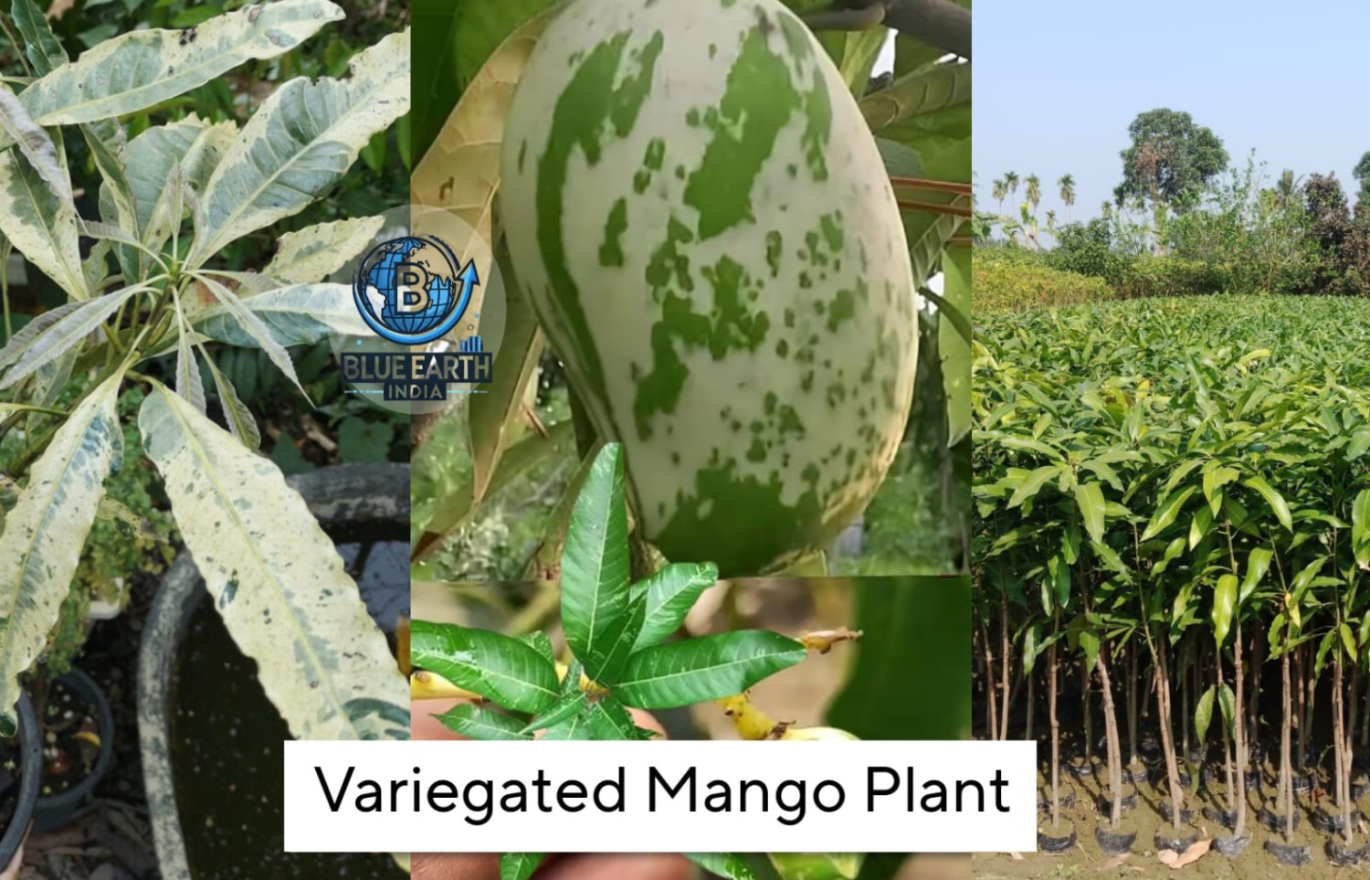 Variegated Mango Plant