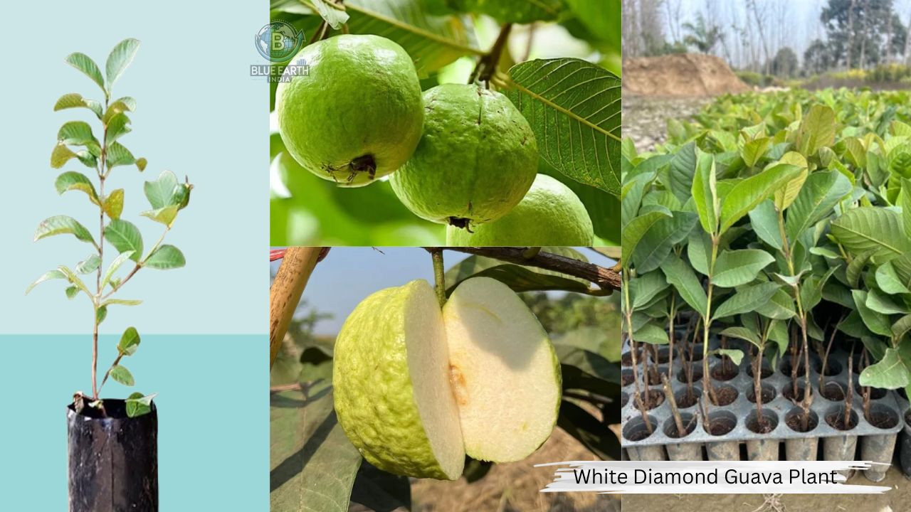 White Diamond Guava Plant