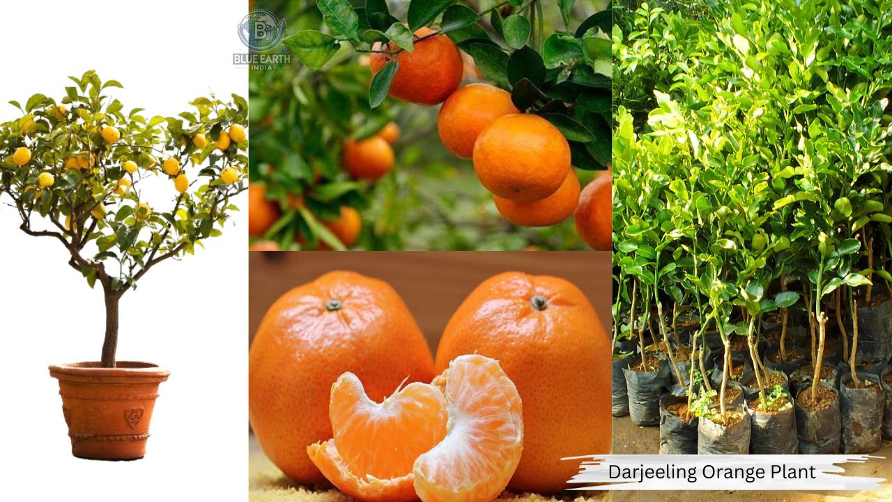 Darjeeling Orange Lemon  Plant