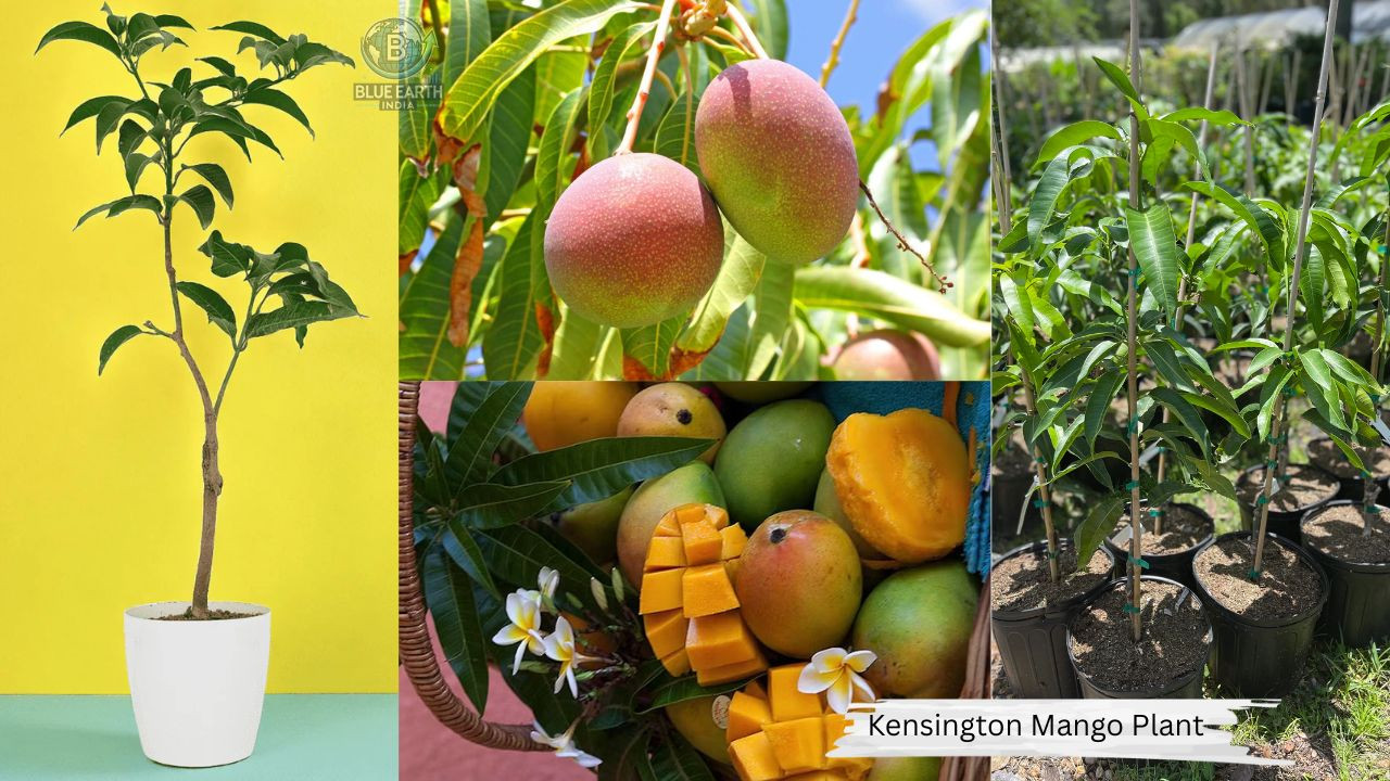 Kensington Mango Plant