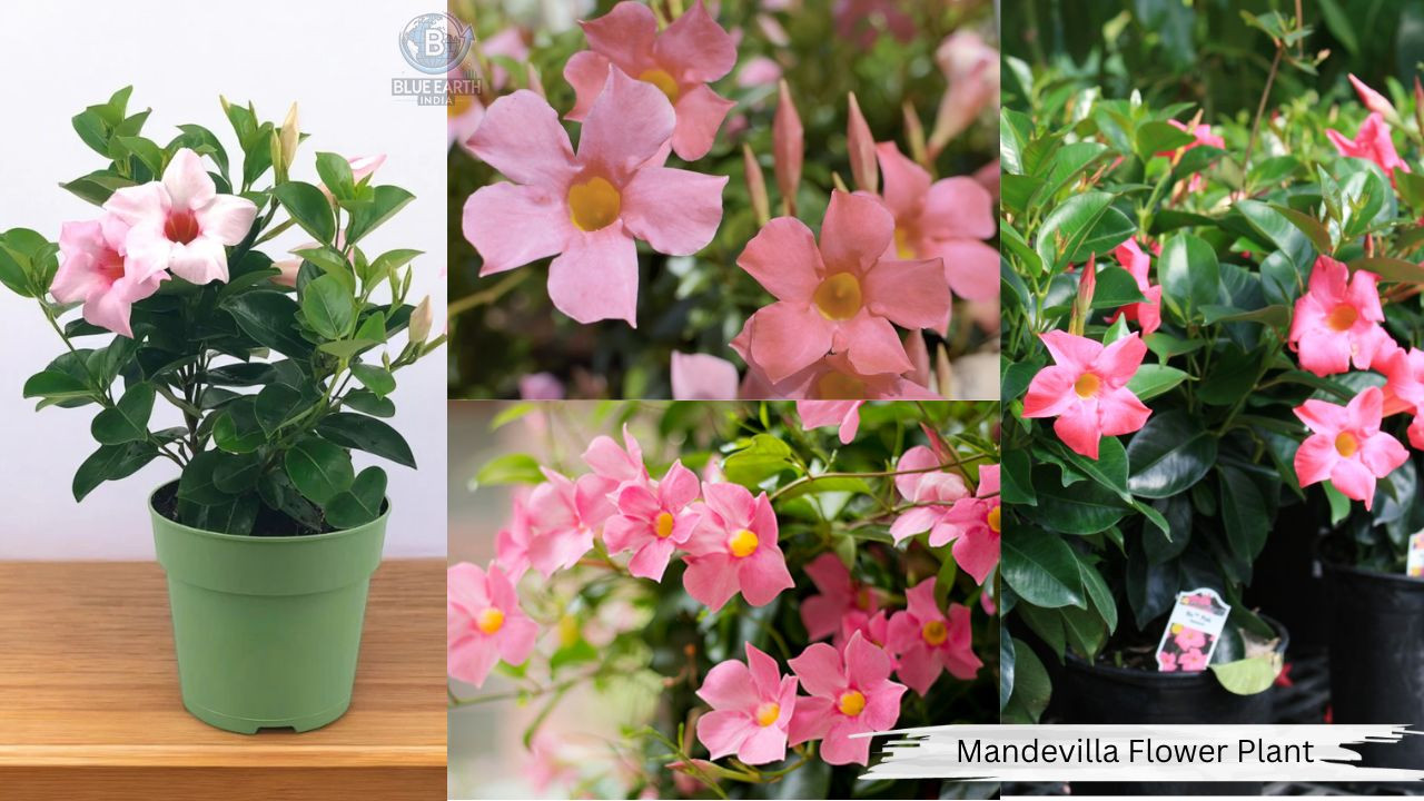 Mandevilla Flower Plant