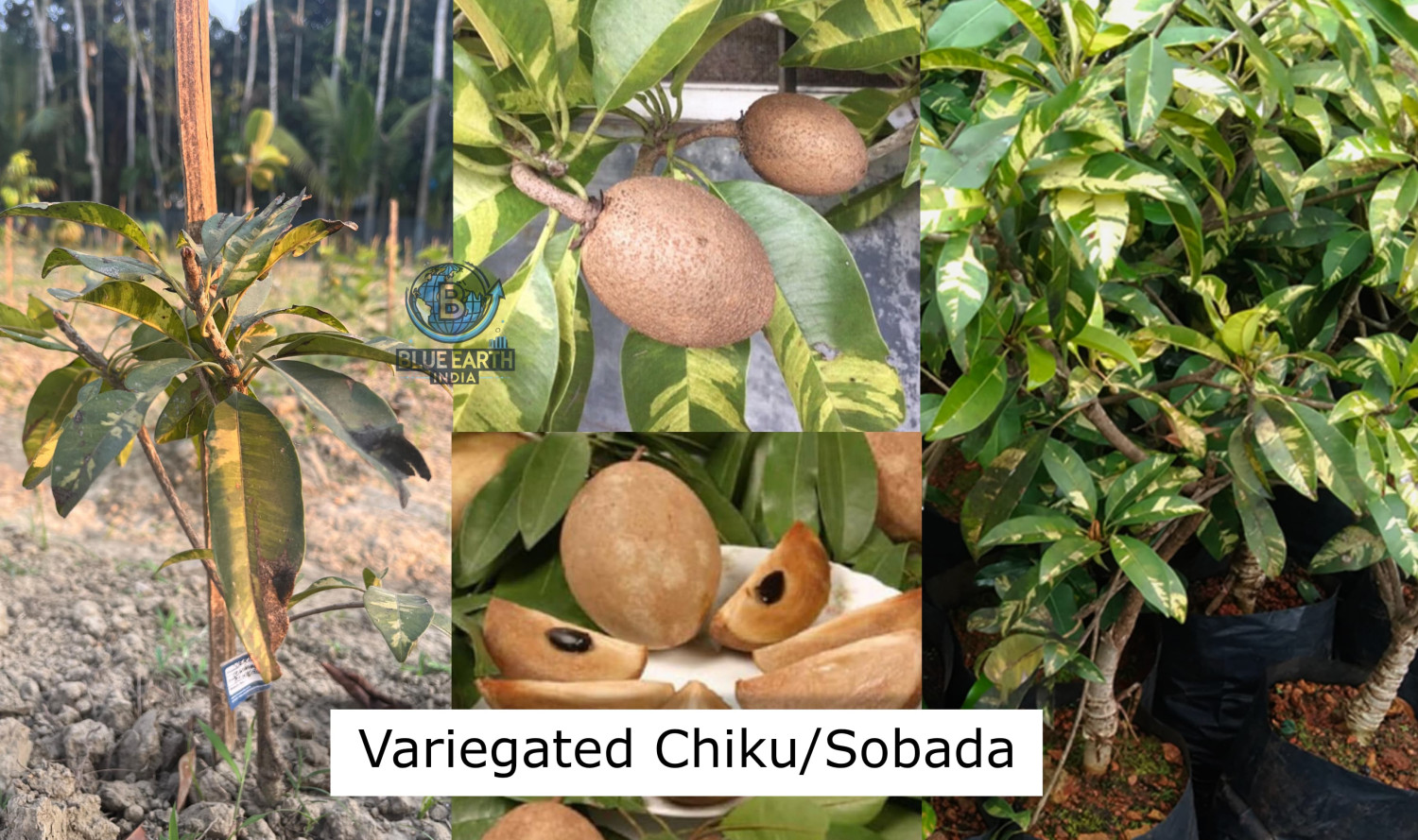 Variegated  Chiku Plant