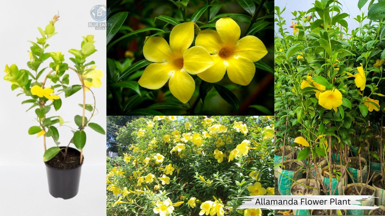 Allamanda Flower Plant