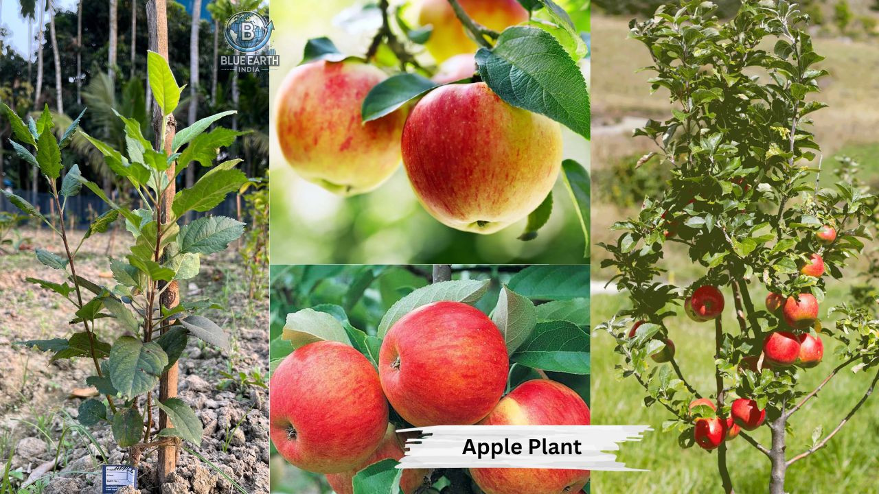 Apple Plant