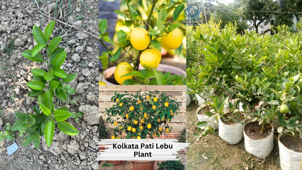 kalkata Pati Lemon Plant