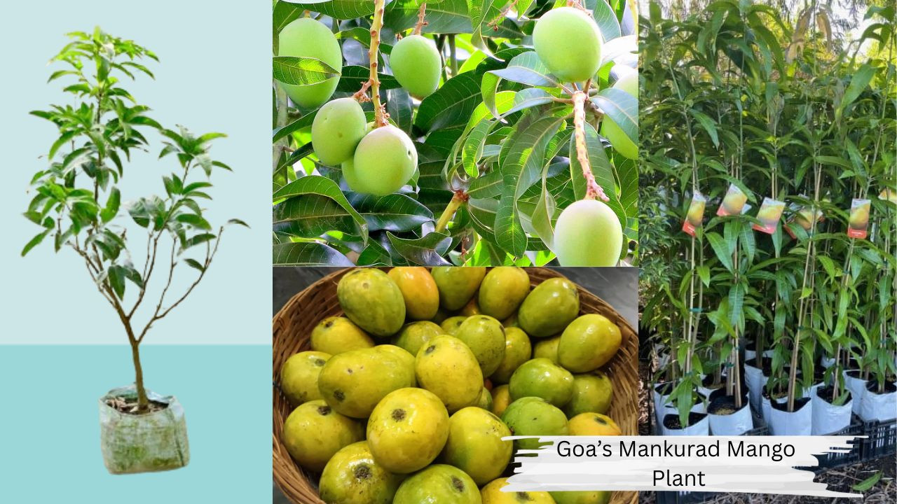 Goas Mankurad Mango Plant