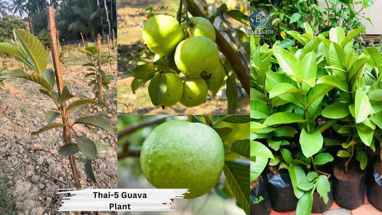 Thai Guava Plant