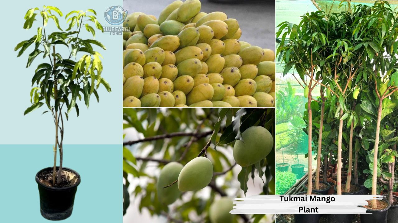 Tukmai Mango Plant
