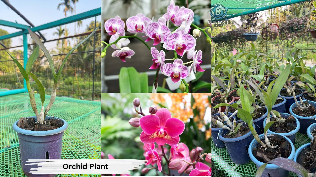 Orchid plant