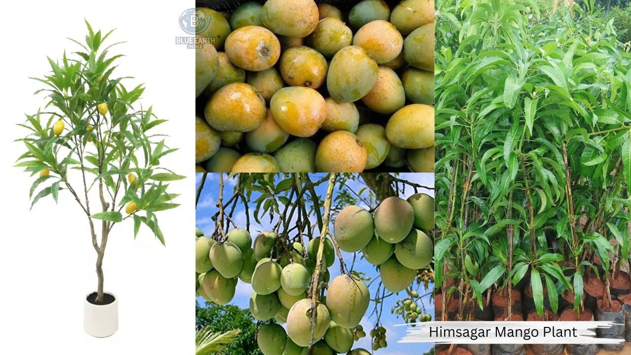 Himsagar Mango Plant