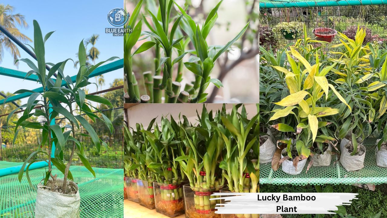 Lucky Bamboo plant