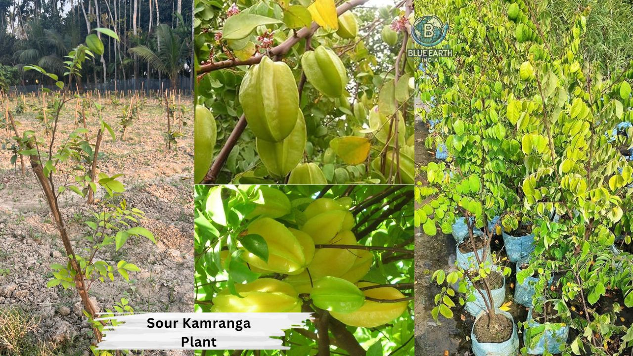 Sour kamranga Plant