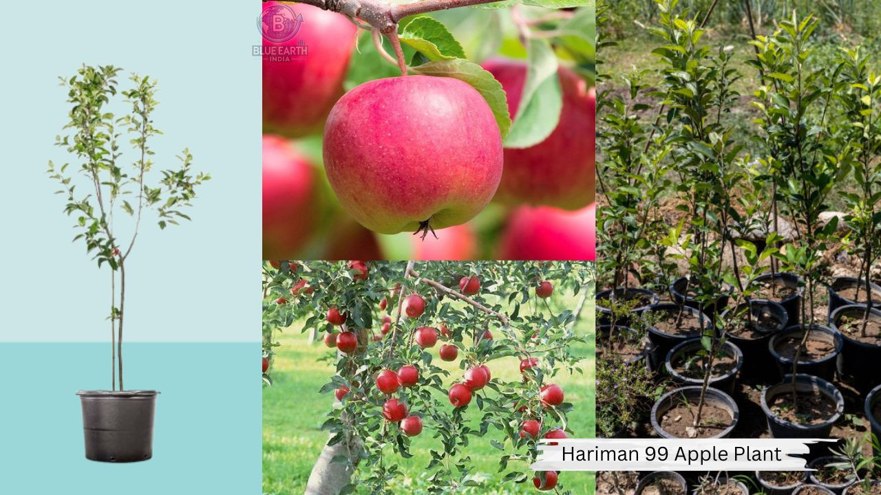 Hariman 99 Apple Plant