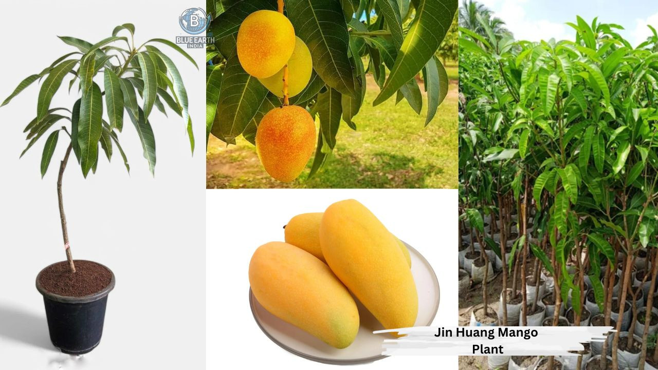 Jin Huang Mango Plant