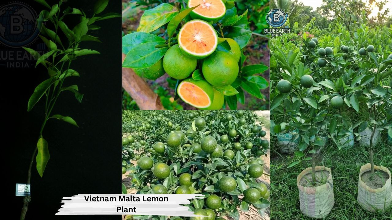 Vietnam Malta Lemon  Plant