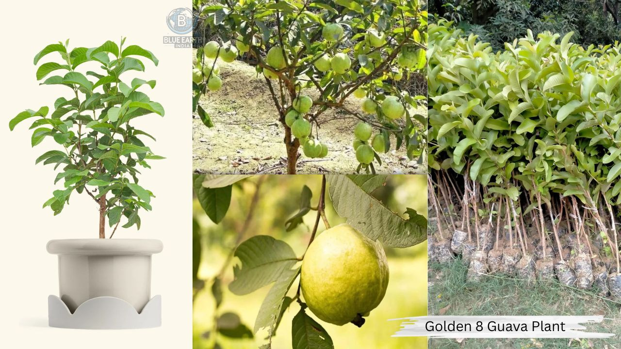 Golden 8 Guava Plant