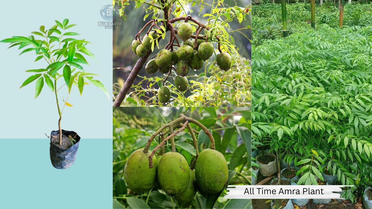 All Time Amra Plant