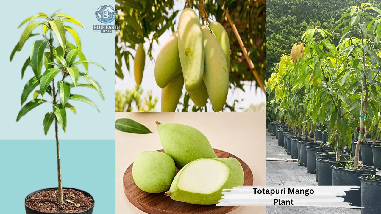 Totapuri Mango Plant