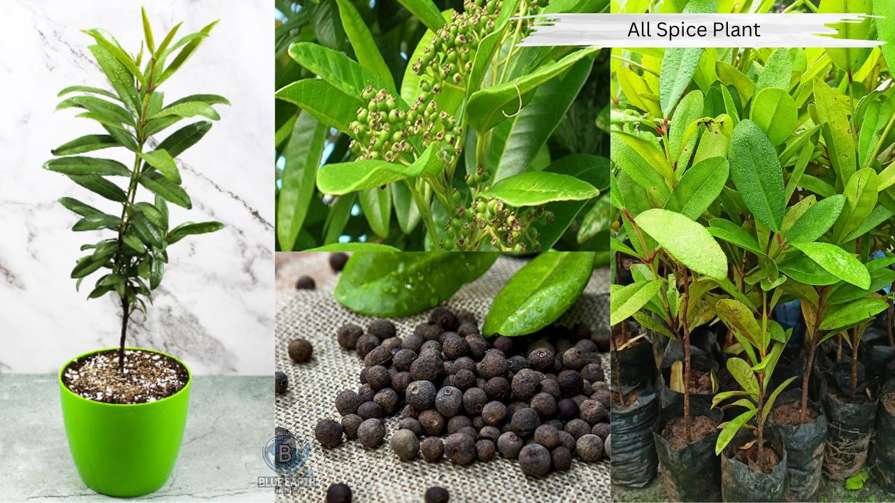 All Spices Plant