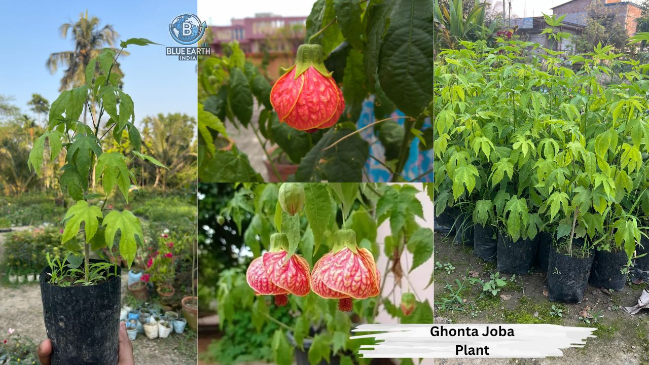 Ghonta Joba Plant