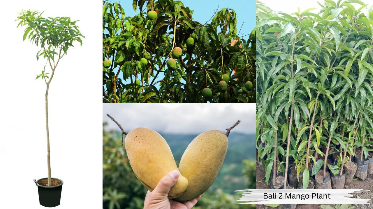 Bali 2 Mango Plant