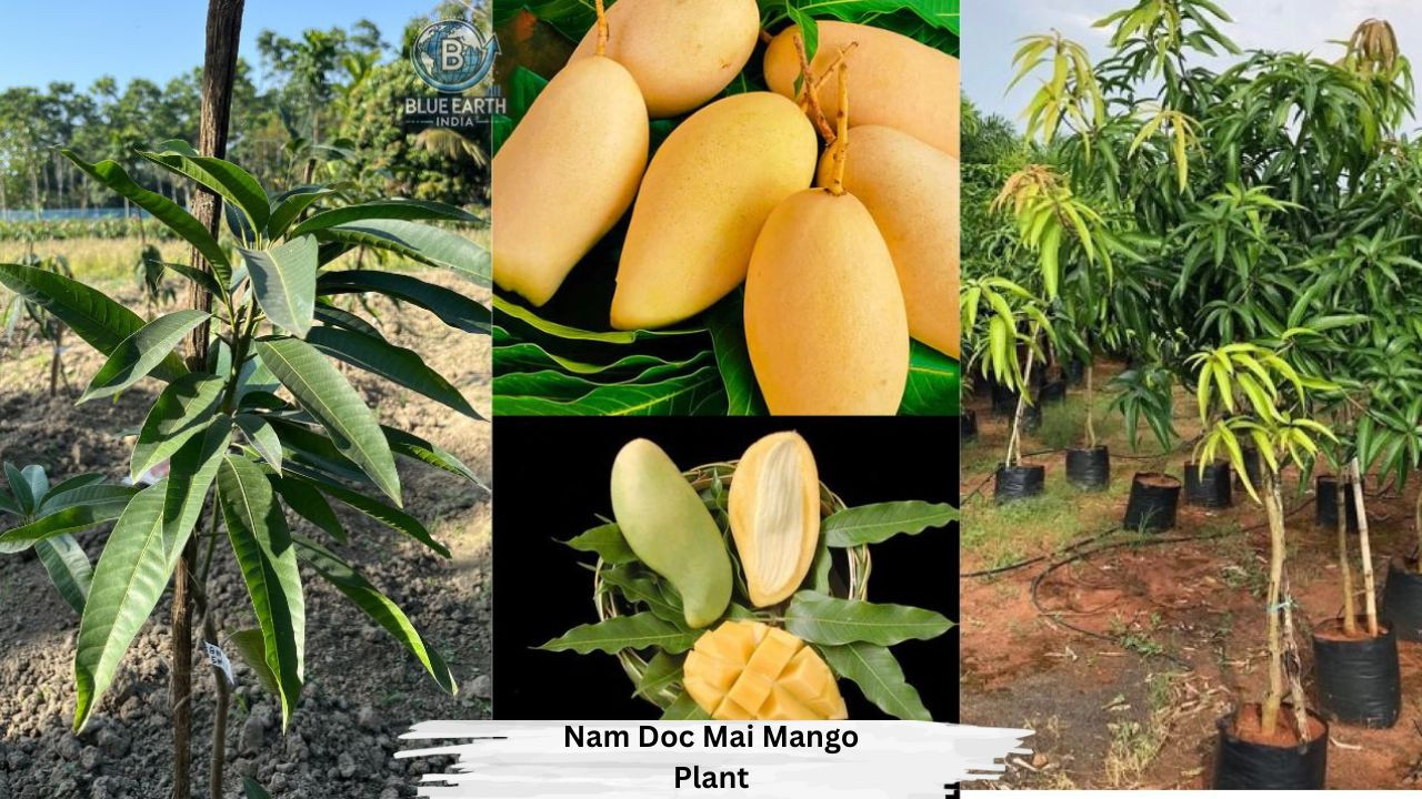 Nam Dok Mai Mango Plant