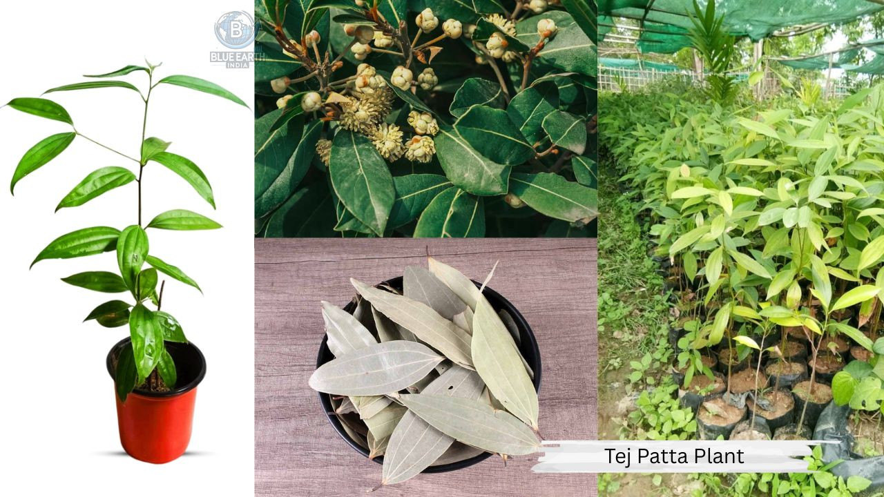 Tejpata Plant