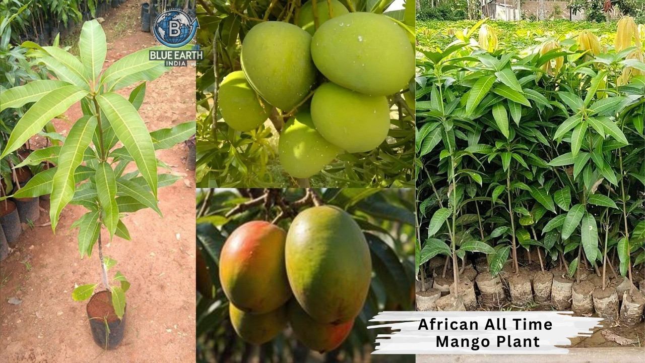 African All Time Mango Plant