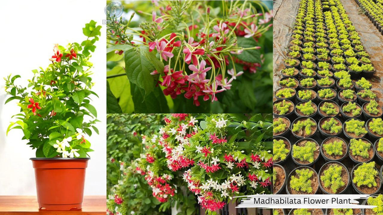 Madhabilata Flower Plant