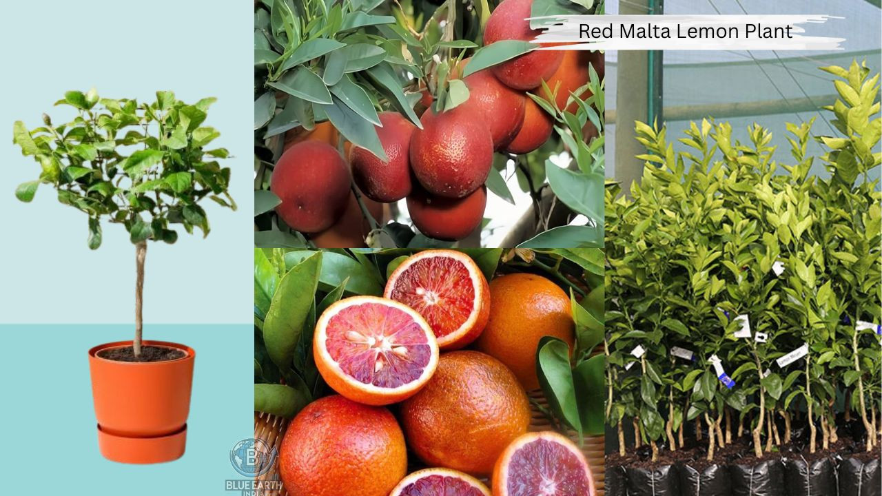 Red Malta Lemon Plant