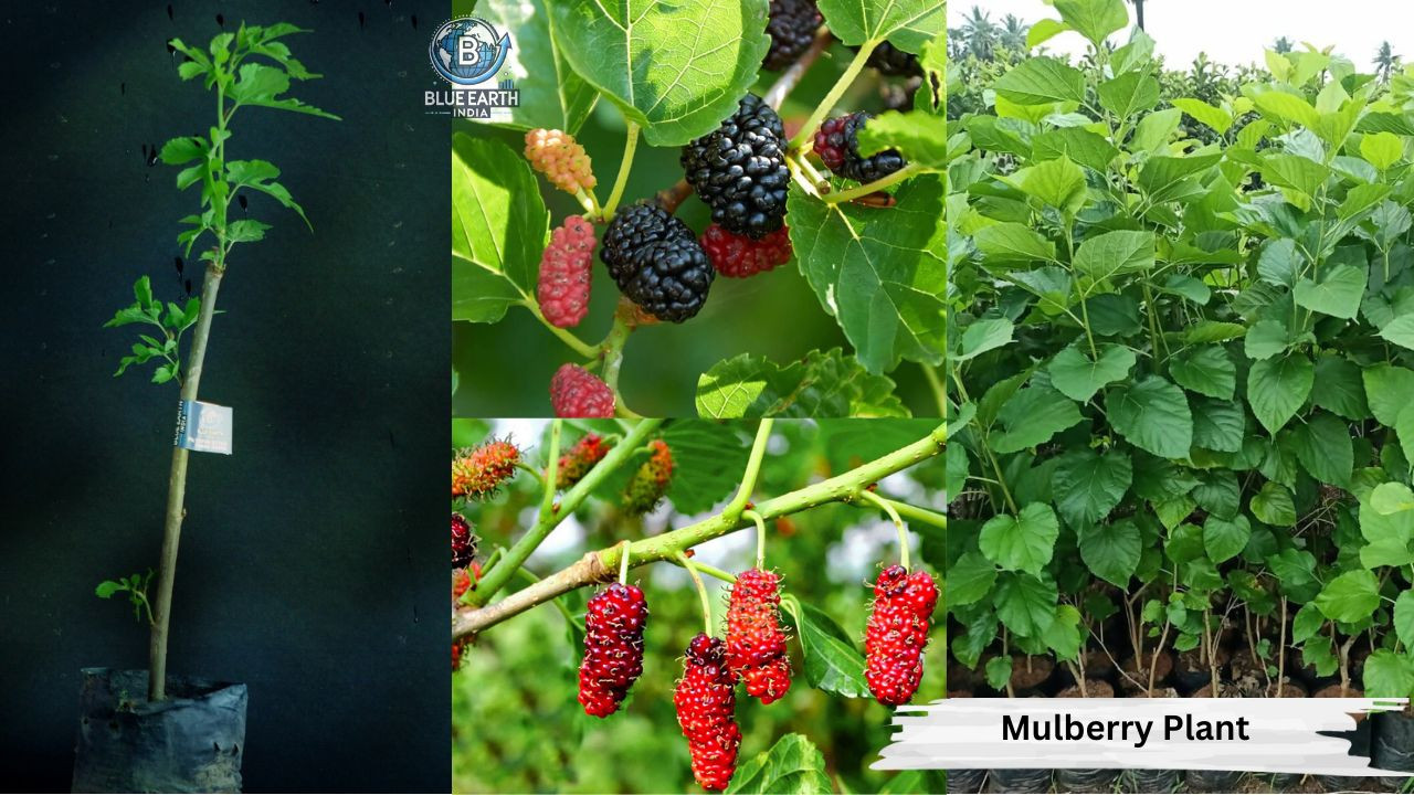 Mulberry Plant