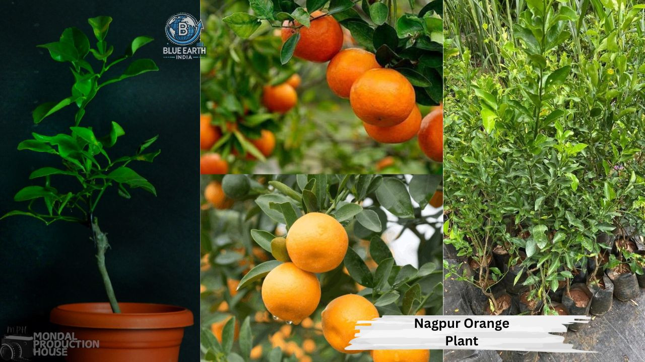 Nagpur Orange Plant