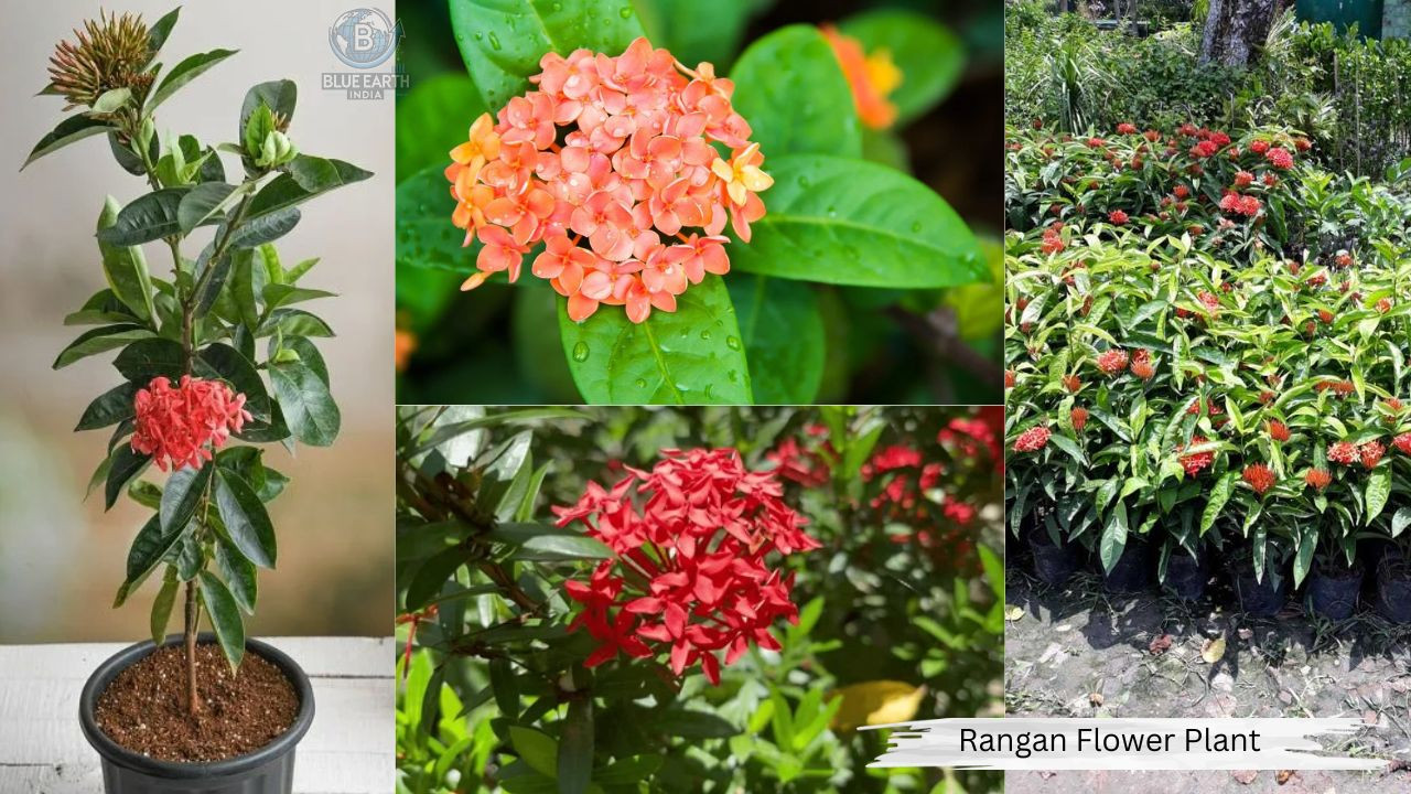 Rangan Flower Plant