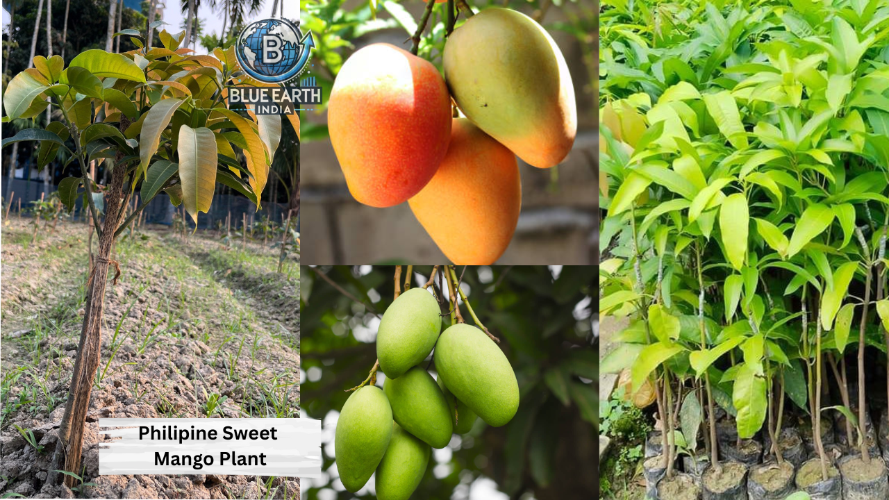 Phillipine Sweet  Mango Plant