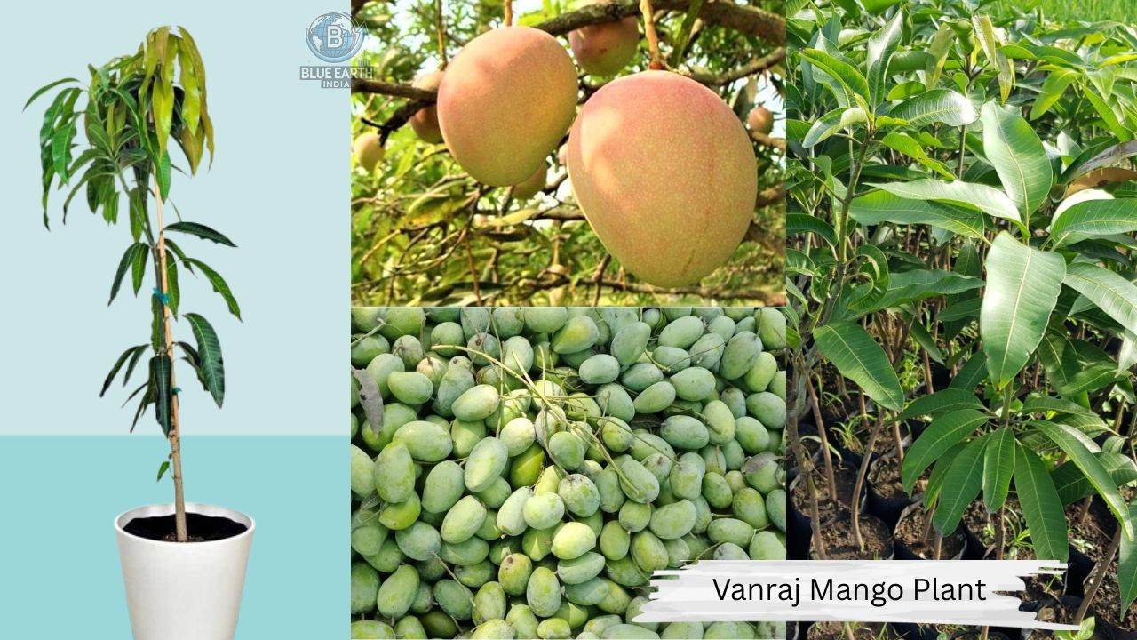 Bhanraj Mango Plant