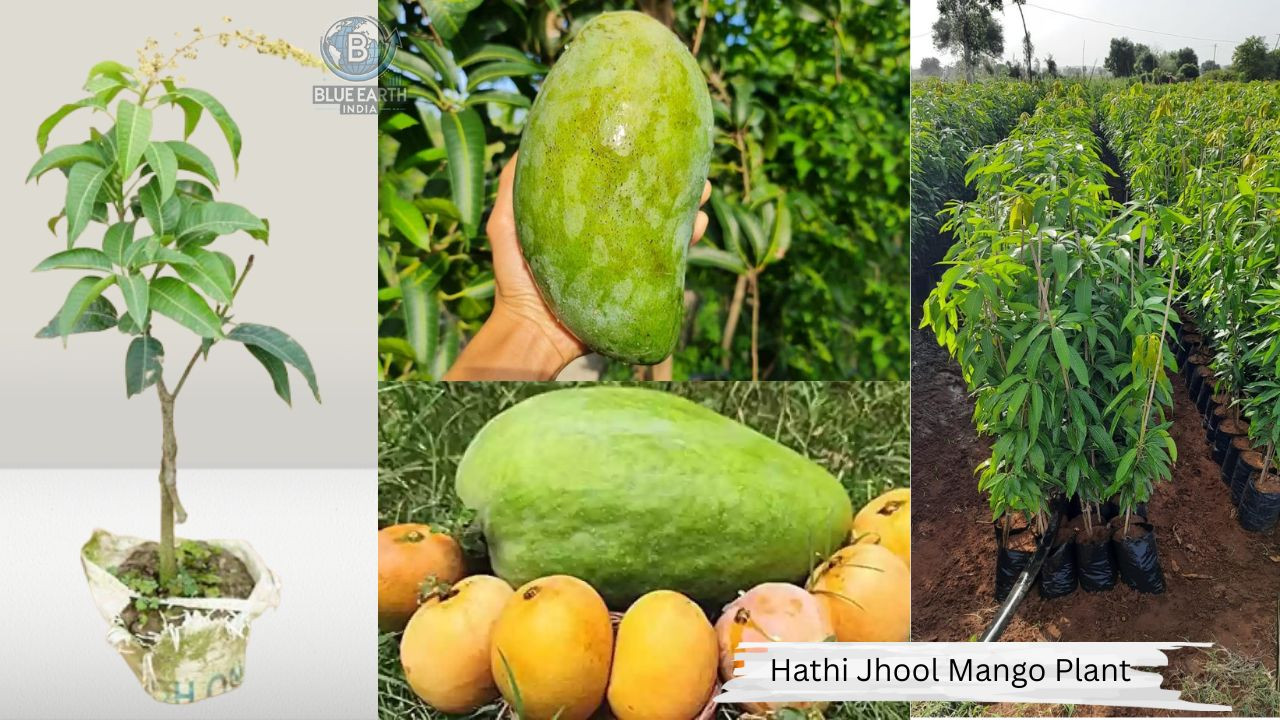 HathiJhul Mango Plant