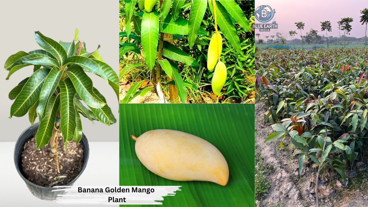 Banana Golden Mango Plant