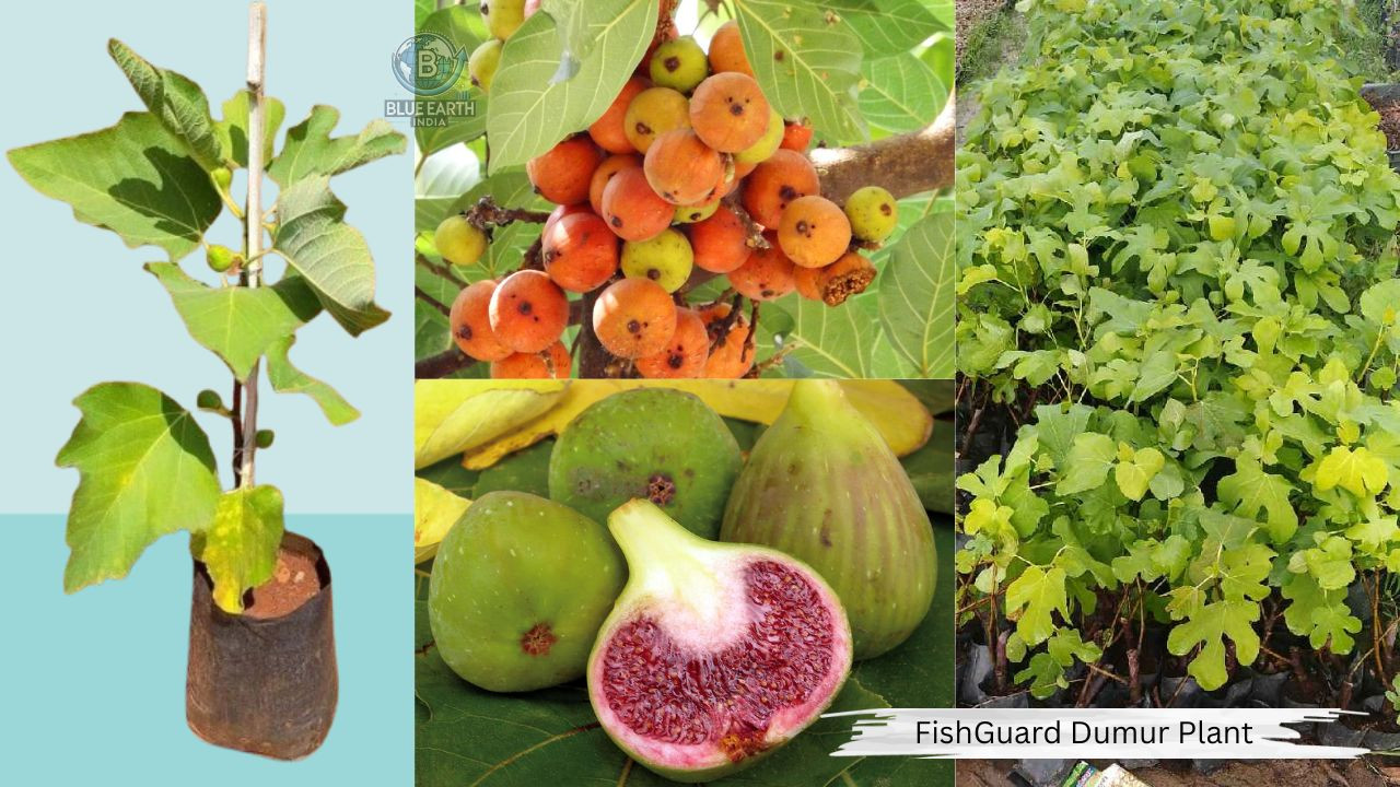 FISHGUARD DUMUR PLANT