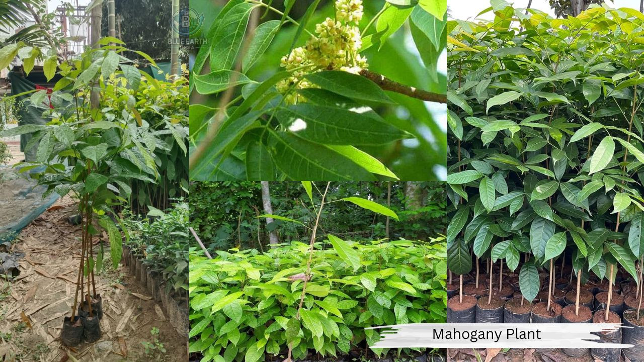 Mahogany Plant