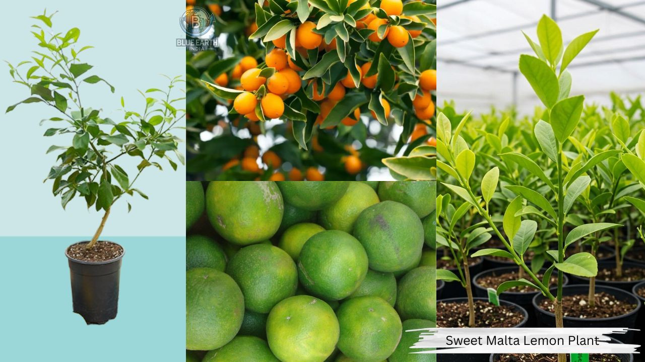 Sweet Malta Lemon Plant