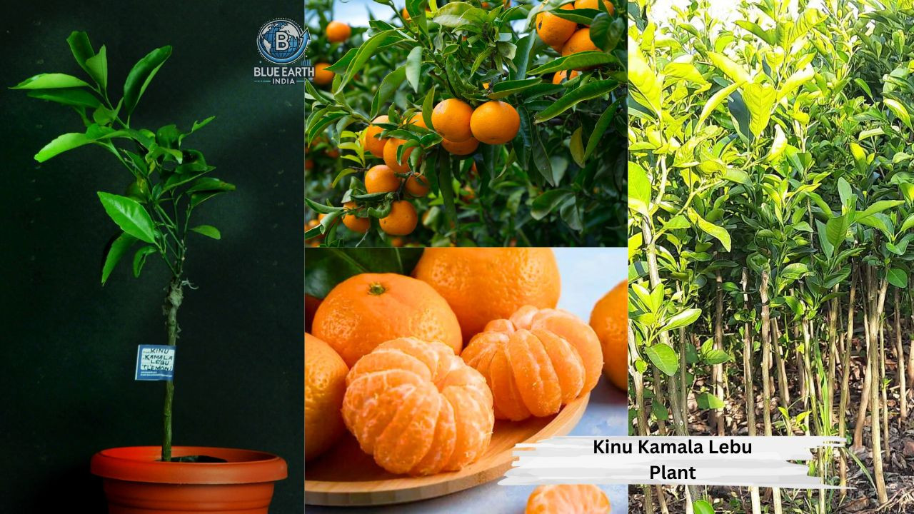 Kinu Kamala Lemon  Plant